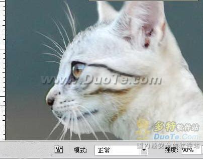 用Photoshop把一只猫头合成到鸽子身上