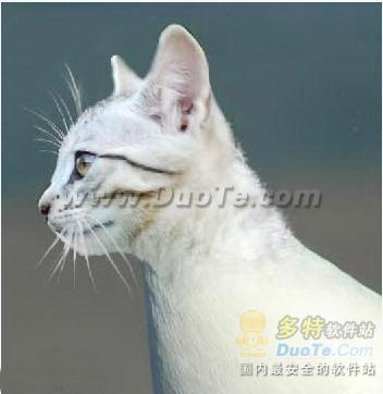 用Photoshop把一只猫头合成到鸽子身上