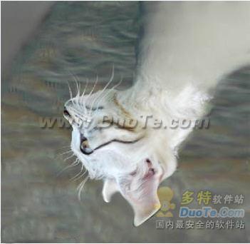 用Photoshop把一只猫头合成到鸽子身上